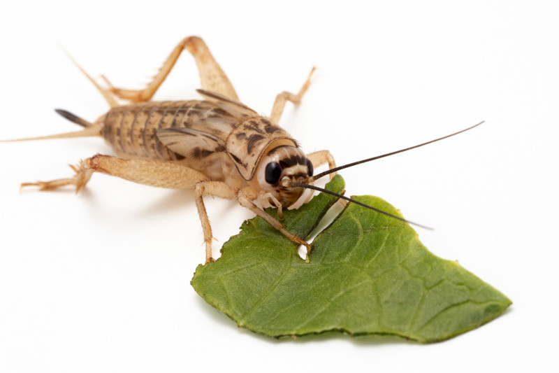 Cricket, House cricket, Acheta domesticus